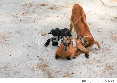 kid goat brown and black three on the ground 44297634