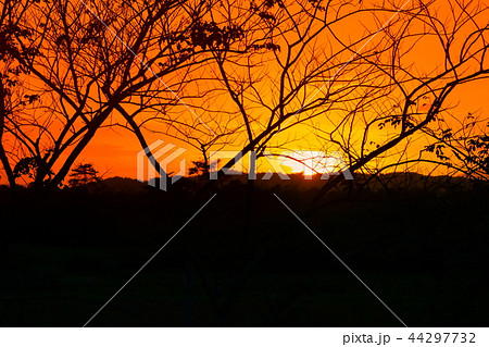 tree and branch silhouette at sunset i in sky beau 44297732