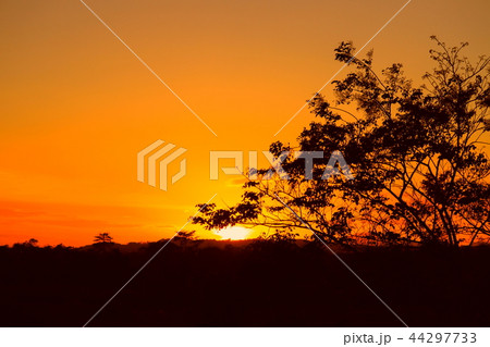 tree and branch silhouette at sunset in sky yellow 44297733