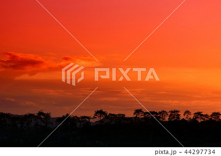 sunset in sky beautiful and silhouette tree  44297734