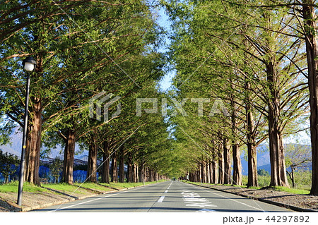 メタセコイヤ並木 【滋賀県高島市マキノ町】 44297892