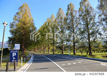 メタセコイヤ並木 【滋賀県高島市マキノ町】 44297906