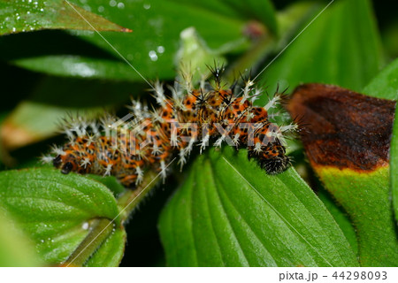 ルリタテハの幼虫 44298093