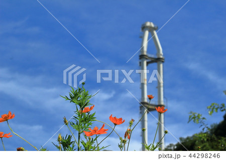 くりはま花の国のコスモス 44298246