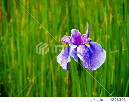 花菖蒲 44298398