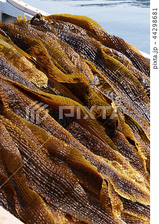 がごめ昆布 44298681