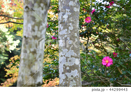 法然院 椿 法然院 椿 44299443