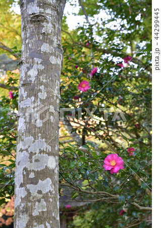 法然院 椿 法然院 椿 44299445
