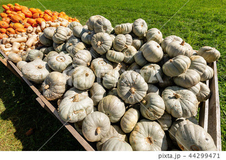 Gray and Orange Pumpkins - Bavaria Germany 44299471