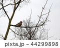 small bird on tree branch 44299898