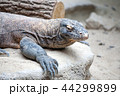 monitor lizard 44299899