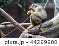 sitting monkey 44299900