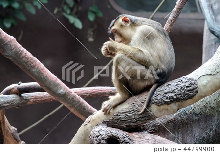 sitting monkey 44299900