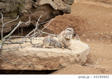 gophers gophers 44299902