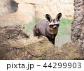 bat-eared fox 44299903