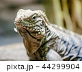 iguana 44299904