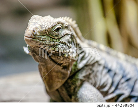 iguana 44299904