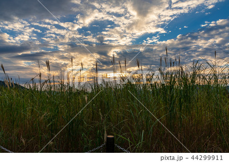 曽爾高原のススキ　奈良曽爾村 44299911