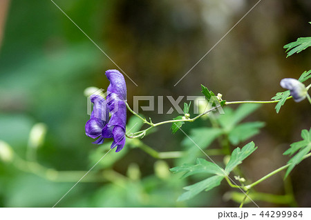 ヤマトリカブト 44299984