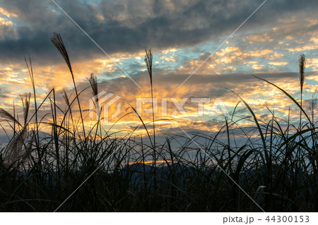夕刻のススキ　奈良曽爾高原 44300153