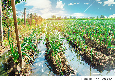 natural watering of agricultural crops, irrigation natural watering of agricultural crops, irrigation 44300342
