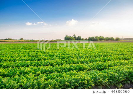 plantations of carrots grow in the field. plantations of carrots grow in the field. 44300560