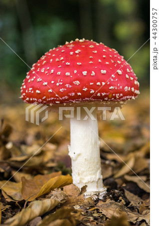 Mushroom Mushroom 44300757