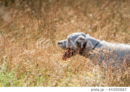Profile view of Pointer dog with long hair and tongue out 44300887