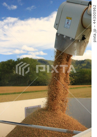 自脱型コンバイン　オーガ　籾搬出 combine auger discharge 44300962