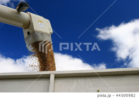 自脱型コンバイン　オーガ　籾搬出 combine auger discharge 44300982