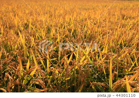 稲作 Rice cultivation 稲作 Rice cultivation 44301110