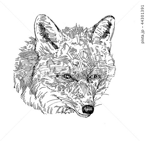 狐の顔の線画のイラスト素材