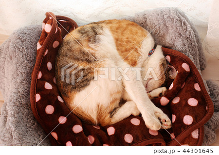 ベッドで丸まる三毛猫さんの写真素材 [44301645] - PIXTA