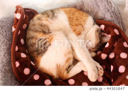 ベッドで丸まる三毛猫さん 44301647