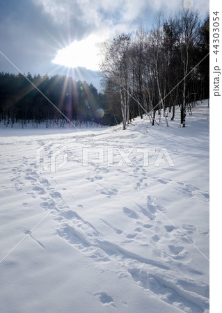 雪原 44303054