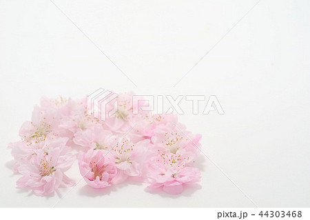 ハナモモ 桃の花 ピンク 白背景の写真素材