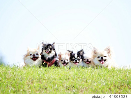 チワワ チワワ 44303523