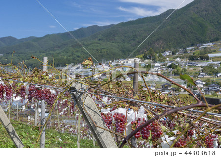 山梨県　ブドウの里 44303618