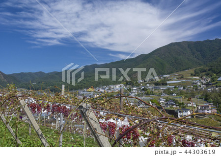 山梨県　ブドウの里 44303619