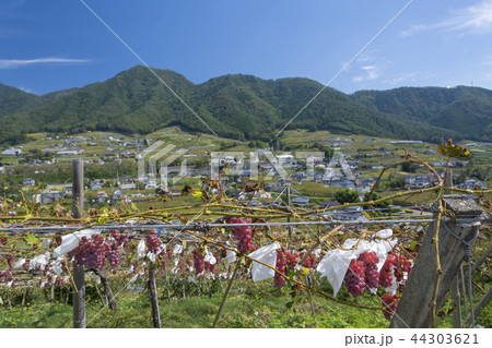 山梨県　ブドウの里 44303621