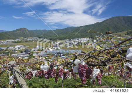 山梨県 ブドウの里 山梨県 ブドウの里 44303625