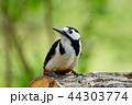 アカゲラ 44303774
