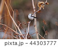 シマエナガ 44303777