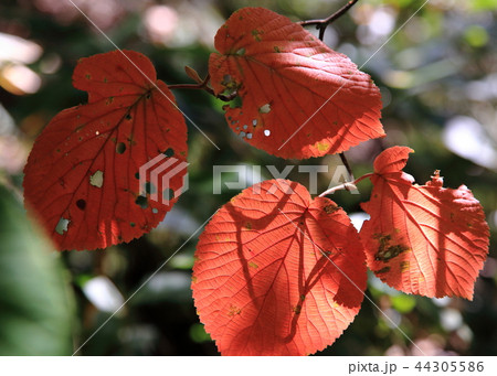 秋模様(紅葉) 秋模様(紅葉) 44305586