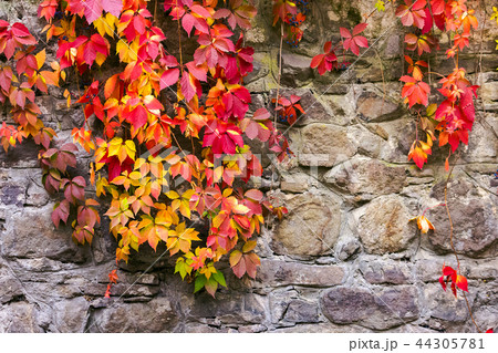 colorful ivy plant on stone wall colorful ivy plant on stone wall 44305781