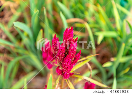鶏冠花 ケイトウの花 明日香村 鶏冠花 ケイトウの花 明日香村 44305938