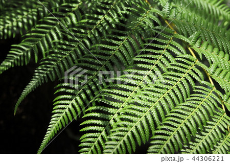 奇跡の星の植物館のディクソニア 44306221