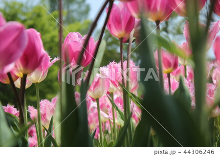 チューリップ畑 チューリップ畑 44306246