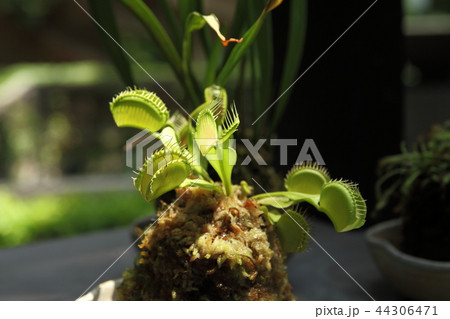 奇跡の星の植物館のハエトリソウ 44306471