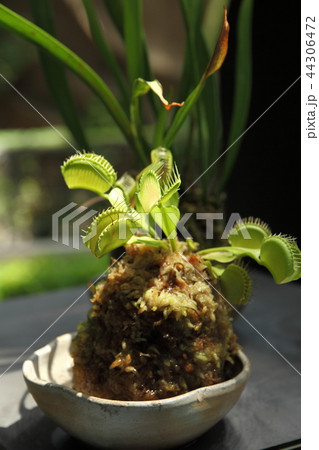 奇跡の星の植物館のハエトリソウ 44306472